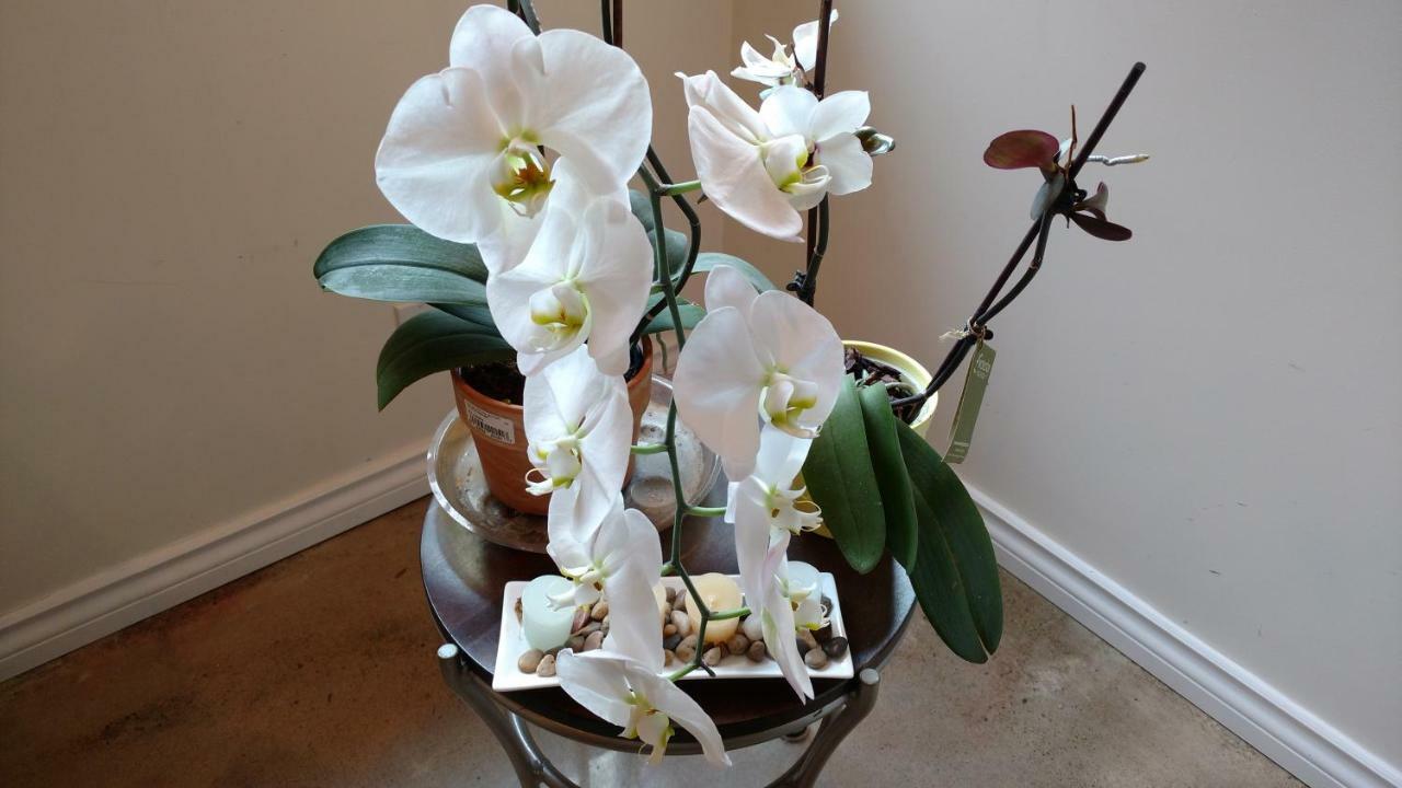 Homestay U Of A Homestay, Trails & Whyte Ave Edmonton